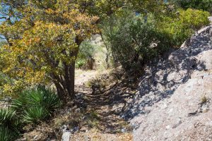 Oak Tree over Trail