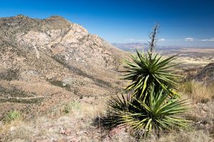 Yucca Along Desert Trail