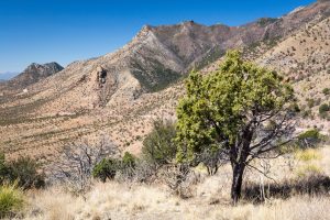 Juniper in Desert Mountains