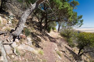 Crest Trail Below High Desert Trees