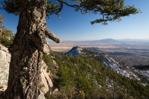 Old Evergreen Above Desert Grasslands