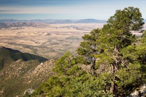 Ponderosa Pines Above Desert Grasslands
