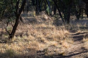 Desert Grasslands Hiking Trail