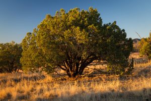 Juniper Tree in Sunset Light