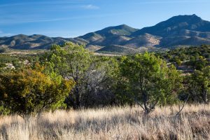 Desert Trees Below Huachuca Mountains