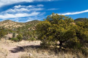 High Desert Grasslands and Oaks