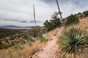 Yucca Along the Arizona Trail