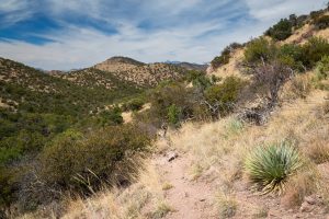 High Desert Grasslands and Hills