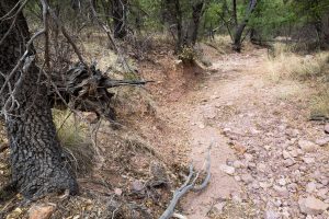 Dry Creek Bed