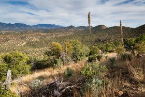 High Desert Grasslands and Hills