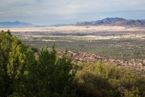 High Desert Forest and Whetstone Mountains