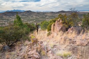 High Desert Southern Arizona Forest