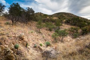 High Desert Grasslands and Hills