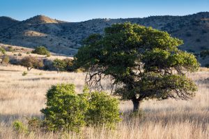 Oak Trees in Desert Grasslands