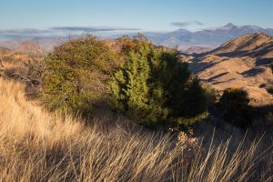 Juniper and Oak Trees