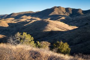 Oak Trees in Desert Grasslands