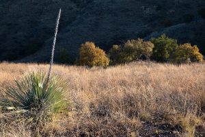 Oaks and Yucca in Desert Grasslands