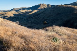 Lone Yucca in Desert Brush