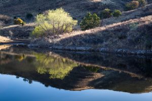 Grasslands Reflection in Stock Pond