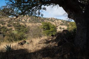 Oak Tree Providing Shade