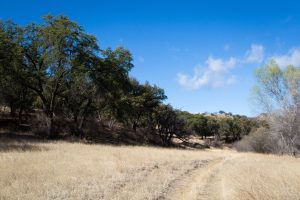 Hiking Trail in Grassy Meadow