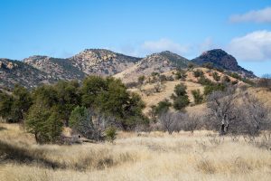 Forested Hills in Desert Grasslands