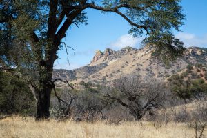 Oak Tree Framing Large Desert Hills
