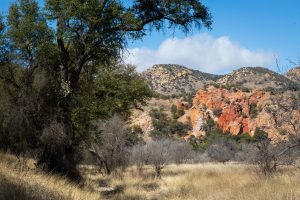 Red Bank Canyon and Oak Trees