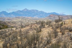 Mesquite Forest Below the Santa Rita Mountains