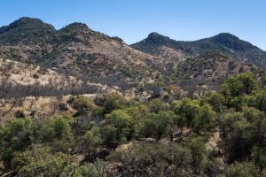 High Desert Grassland Hills