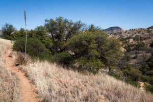 Arizona Trail in Southern Arizona
