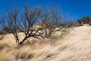Mesquite Tree Leafing Out