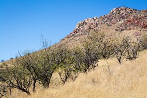 Mesquite Trees Below Rocky Hill