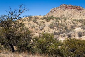 Mesquite Trees Below Rocky Hill