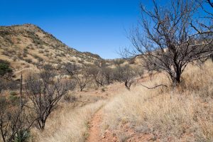 Hiking Trail in Desert Grasslands and Trees