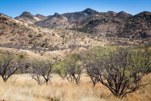 Mesquite Trees Below Rocky Hill