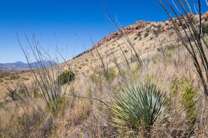 Ocotillo and High Desert Vegetation