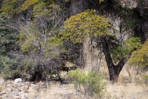 Oak Trees in Dry Creek Bed