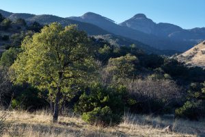 Mount Wrightson Above Foothills
