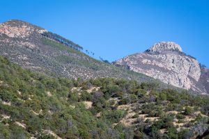 Mount Wrightson and Pine Trees