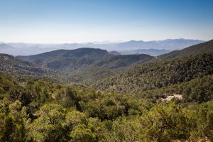 Oak and Juniper Forest