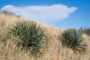 Yucca in Desert Grasslands