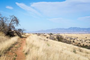 Hiking Trail Through Desert Grasslands
