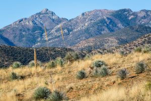 Mount Wrightson Above Foothills
