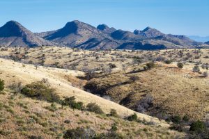 Sonoran Desert Grasslands and Hills