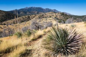 Yucca Plants and Santa Rita Mountains