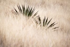 Yucca in Grasslands