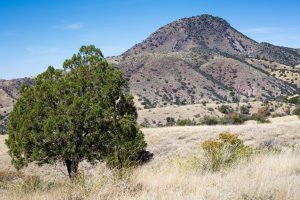 Juniper in Desert Grassland Hills