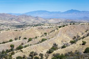 Rincon Mountains Above Arizona Trail