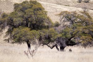 Oak Trees in Desert Grasslands